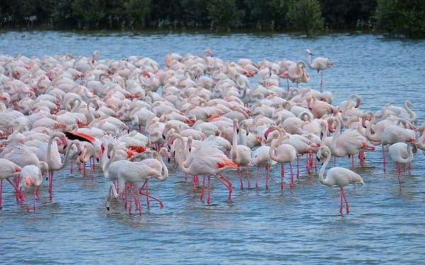 Ras Al Khor Wildlife Sanctuary (Flamingos) Photo 2