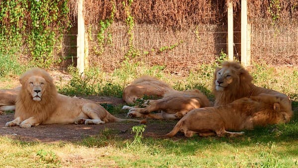 Dubai Safari Park Photo 2