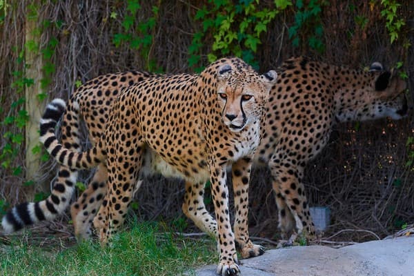 Dubai Safari Park Photo 1