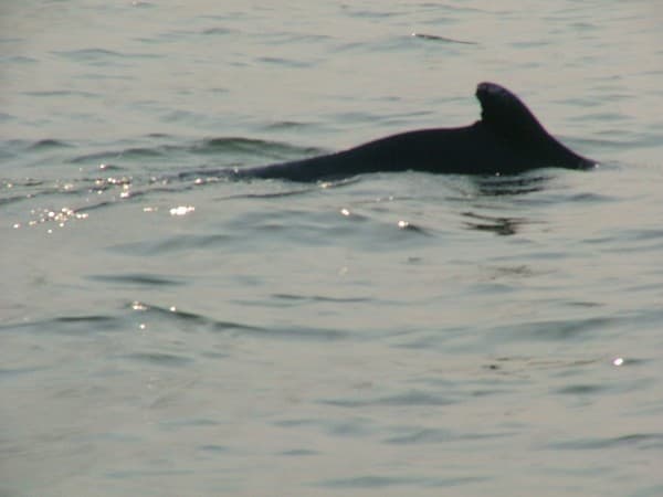 Dolphin-watching cruise Photo 1