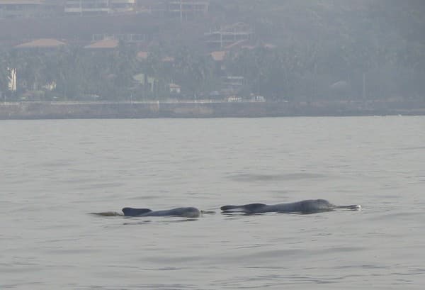 Dolphin-watching cruise Photo 2