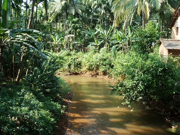 Spice plantation tour in Ponda