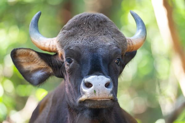 Bhagwan Mahavir Wildlife Sanctuary nature drive