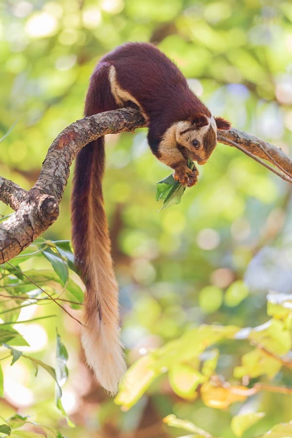 Bhagwan Mahavir Wildlife Sanctuary nature drive Photo 2