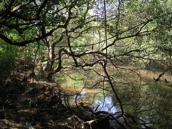 Birdwatching at Salim Ali Bird Sanctuary Photo 1