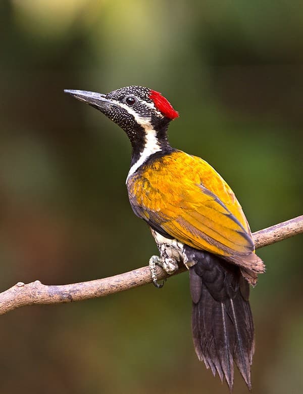 Birdwatching at Salim Ali Bird Sanctuary Photo 2