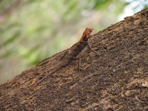 Cotigao Wildlife Sanctuary nature trails Photo 2
