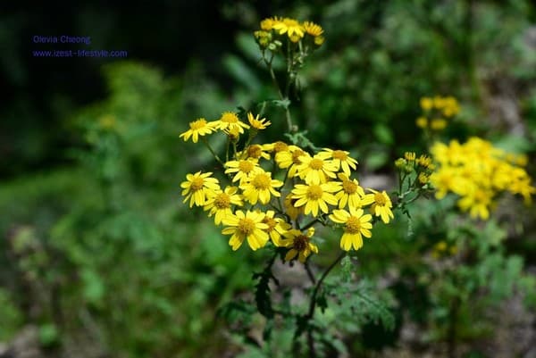 Hike to Hatu Peak Photo 3
