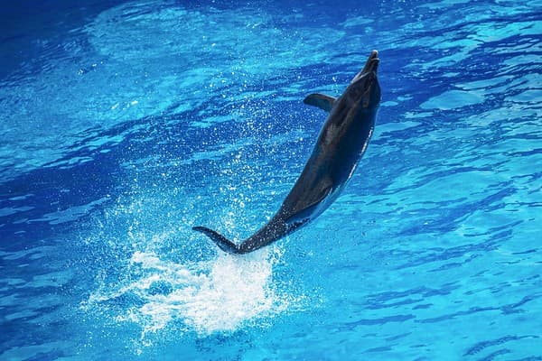 Ocean Park Hong Kong Photo 1