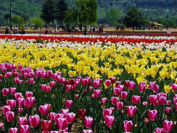 Indira Gandhi Memorial Tulip Garden (seasonal Mar–Apr)