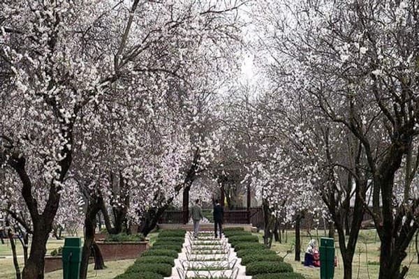 Badamwari Almond Blossom walk (spring)