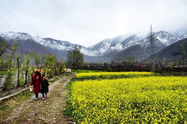 Visit saffron fields and buy saffron