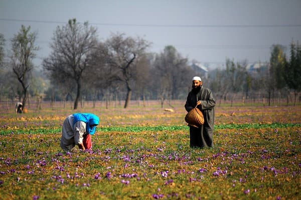 Visit saffron fields and buy saffron Photo 3
