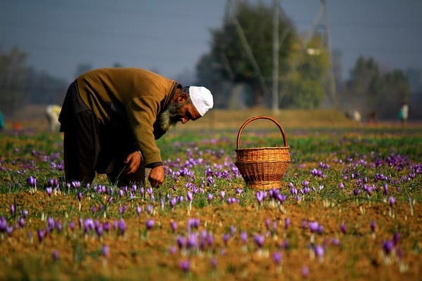 Visit saffron fields and buy saffron Photo 1