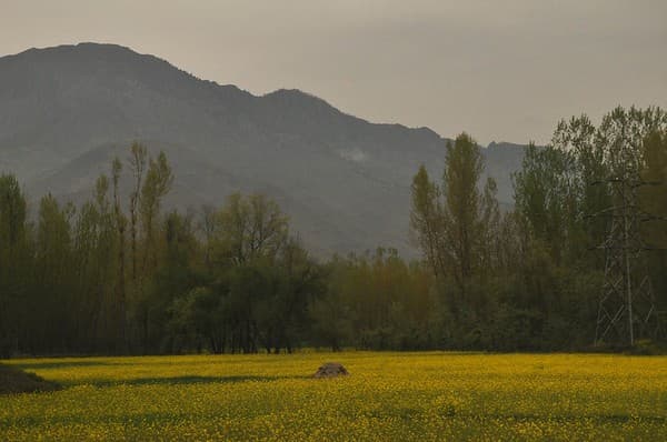 Visit saffron fields and buy saffron Photo 2