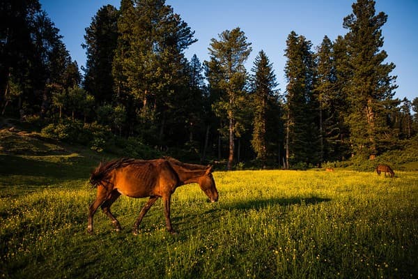 Yusmarg meadow walks and pony rides