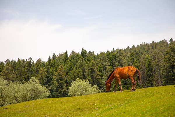Yusmarg meadow walks and pony rides Photo 3