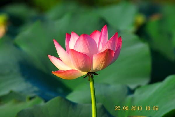 Manasbal Lake lotus blooms and gardens Photo 2