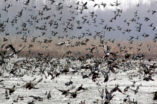 Hokersar Wetland birdwatching (winter migratory birds) Photo 2
