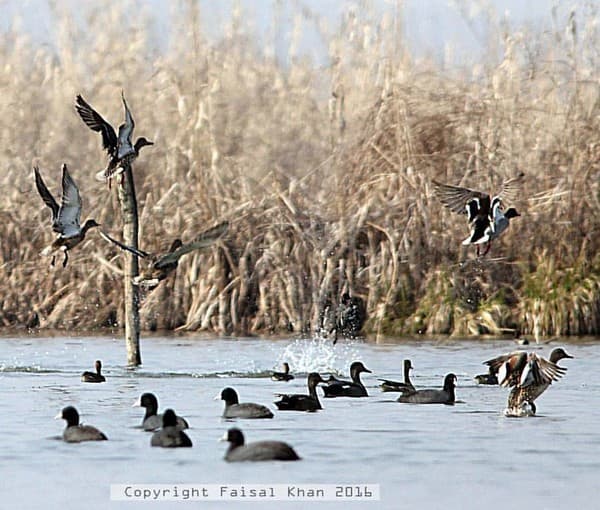 Hokersar Wetland birdwatching (winter migratory birds)