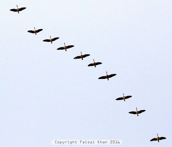 Hokersar Wetland birdwatching (winter migratory birds) Photo 3
