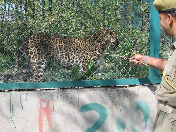 Dachigam National Park safari (Hangul, Himalayan fauna)