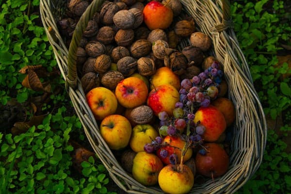 Manasbal–Wular apple and walnut orchard tours