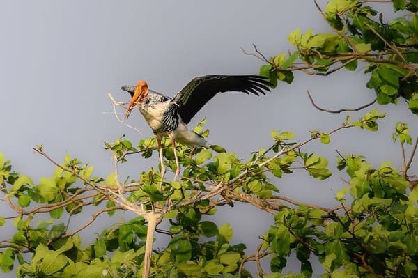Birdwatching at Kumarakom Bird Sanctuary Photo 2