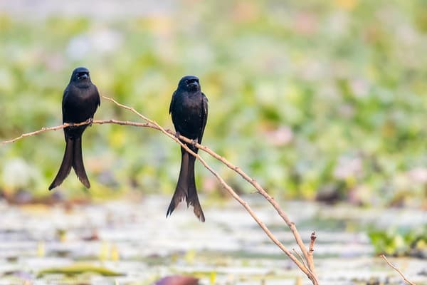 Birdwatching at Kumarakom Bird Sanctuary