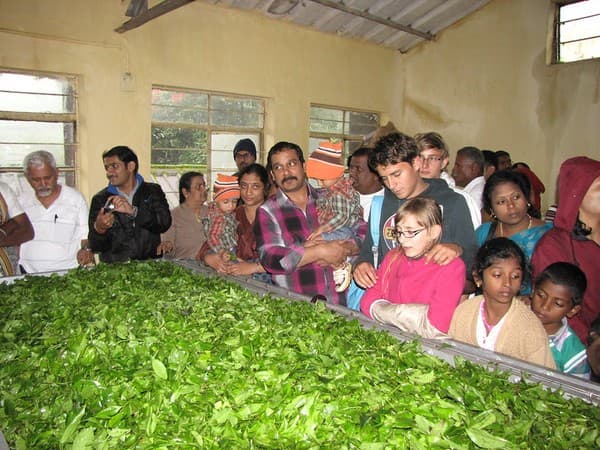 Tea plantation tour and KDHP Tea Museum