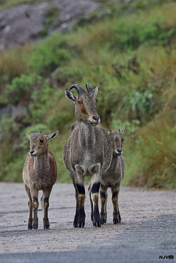 Eravikulam National Park (Nilgiri tahr spotting)