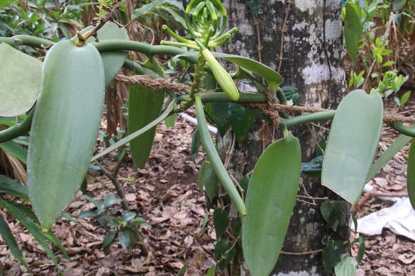 Spice plantation tour Photo 2