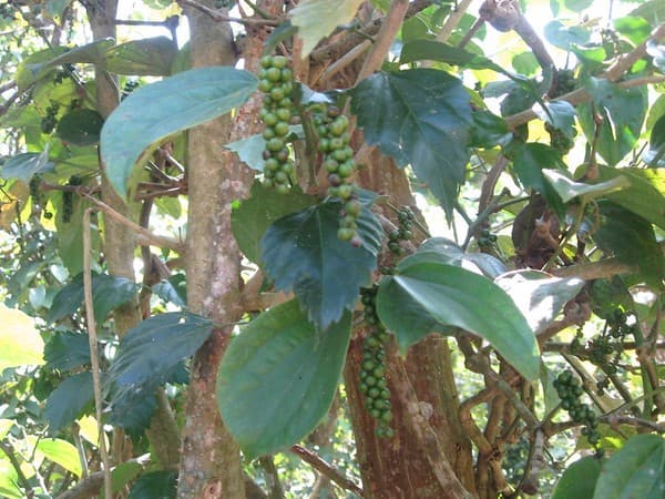 Spice plantation tour Photo 3
