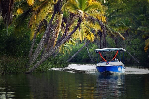 Poovar estuary and mangrove cruise Photo 3