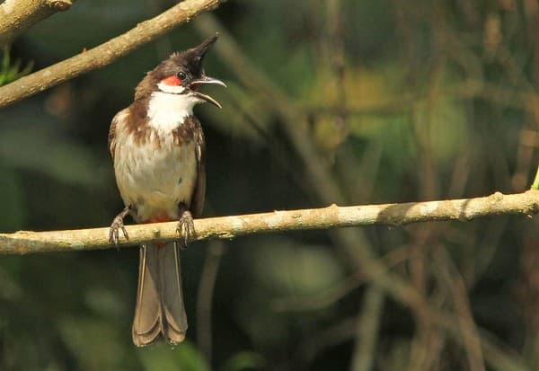 Thattekad (Salim Ali) Bird Sanctuary birding Photo 3