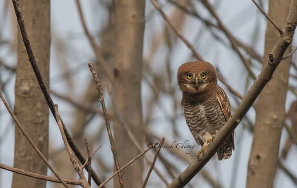 Thattekad (Salim Ali) Bird Sanctuary birding Photo 1