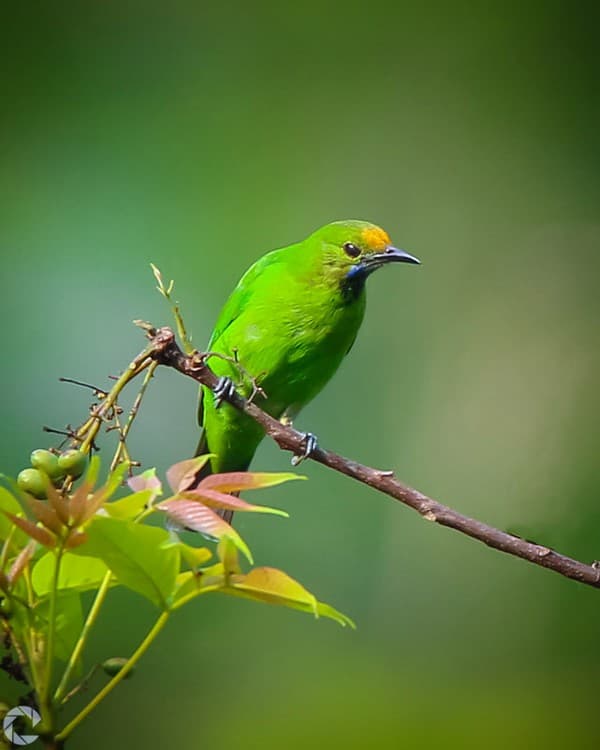 Thattekad (Salim Ali) Bird Sanctuary birding Photo 2