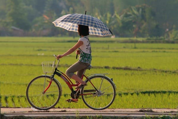 Cycling through paddy fields of Kuttanad Photo 1
