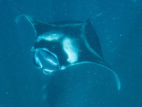 Snorkel with manta rays at Hanifaru Bay Photo 3