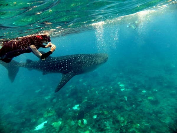 Swim with whale sharks Photo 1