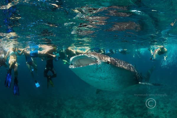 Swim with whale sharks Photo 2