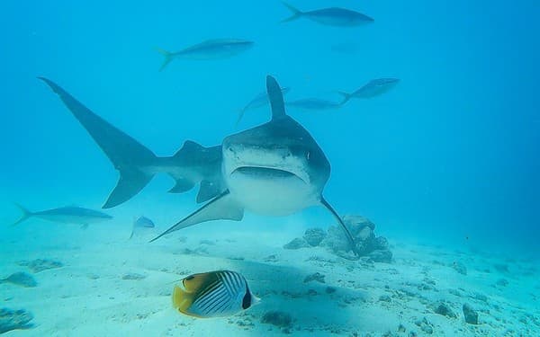 Tiger shark dive Photo 3