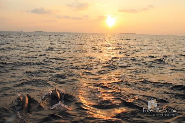 Sunset dolphin cruise Photo 3