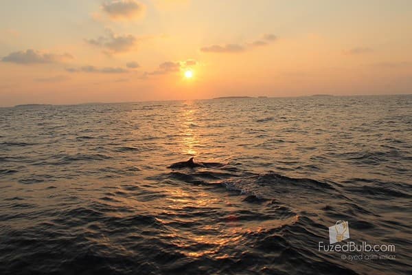 Sunset dolphin cruise Photo 2
