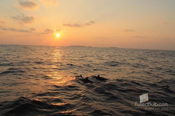 Sunset dolphin cruise Photo 1