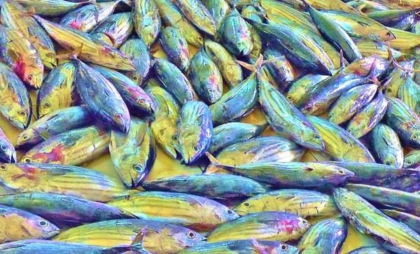 Browse Malé Local Market & Fish Market Photo 3