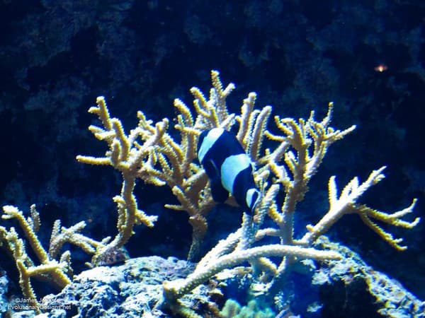 Dine at an underwater restaurant Photo 3