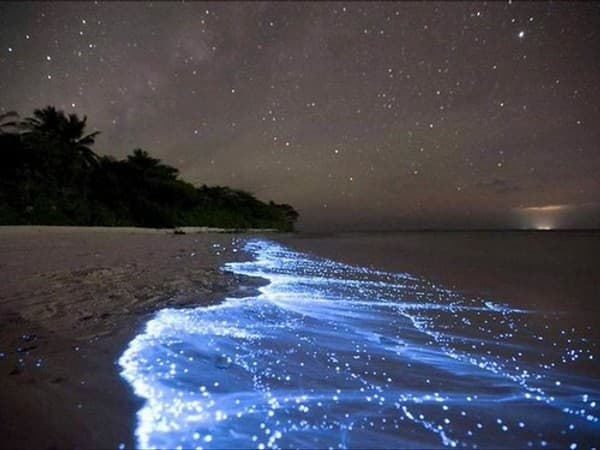 La mer d’étoile sur l’île de Vaadhoo, Maldives