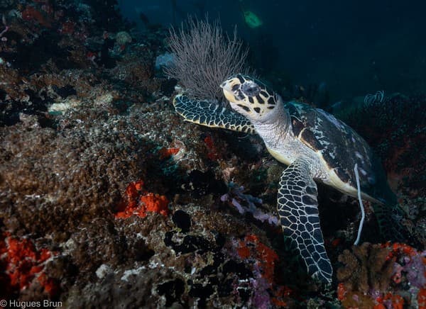 HB__0748 Maldives, Vaadhoo Thila.jpg