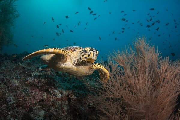 2013 Maldives 48 401 Maaya Thila hawksbill turtle